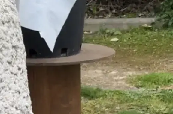 Chat trouvé Balaruc-les-Bains, photo: Chat trouvé, écaillé, apeuré à Balaruc