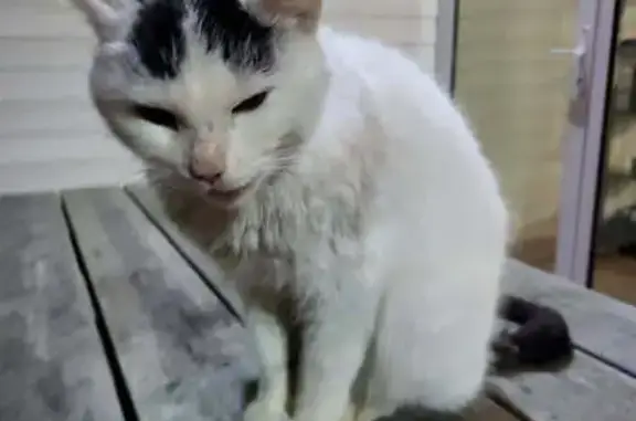Chat trouvé , photo: Chat blanc-noir affectueux trouvé à Arzal