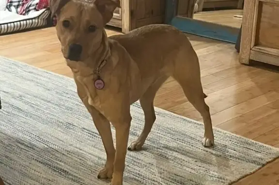 Lost Tan Pit Mix on Chub Lake Rd