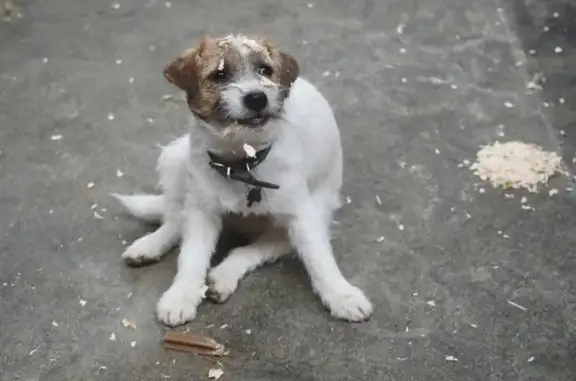 Perro Perdido en Camino Ancho, Alcobendas