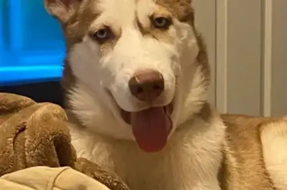 Lost Red & White Husky on W. Northern Ave