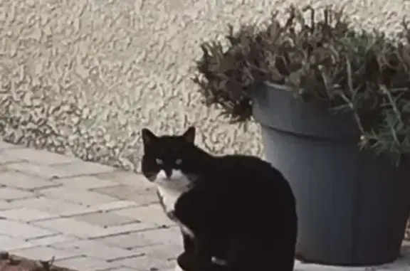 Chat noir et blanc trouvé à Replonges - photo