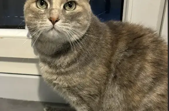 Chatte écailles disparue à Verneuil - photo