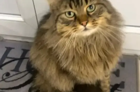 Rocky, chat gris perdu à Châlette-sur-Loing - photo