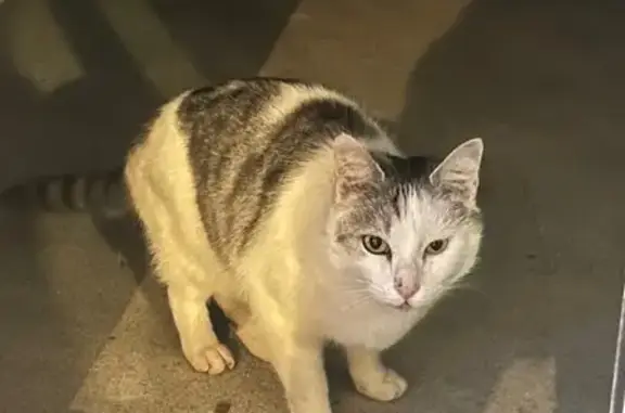 Animaux trouvés , photo: Chat trouvé à Onet-le-Château