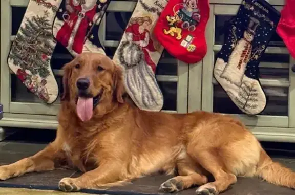 Missing: Friendly Golden Retriever Tate