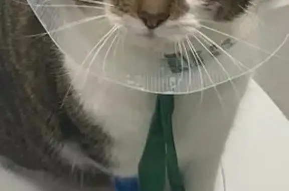 Animaux perdus Le Mesnil-Saint-Denis, photo: Chat mâle opéré perdu depuis 3 jours