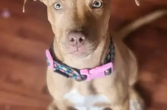 Lost: Sweet Red Nose Pit, Frannie Vee