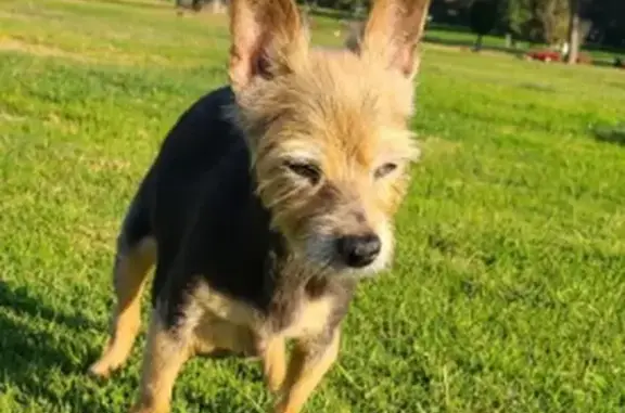 Missing: Blind 19-Year-Old Silky Terrier