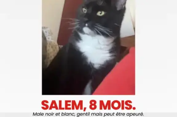 Chaton 8 mois perdu à Orée-d'Anjou - photo