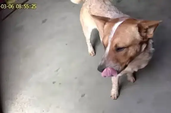 Chiens disparus à Ségur : Amlou et Nala - photo