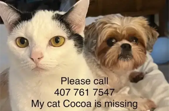 Lost Cat Near 5th & A1A, Cocoa Beach