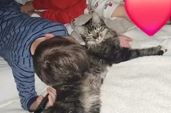 Chatte tigrée Nala disparue à Vendat - photo