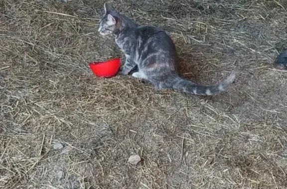 Animaux trouvés , photo: Chatte câline trouvée à Froville