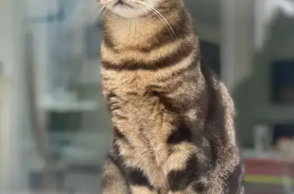 Chat européen tigré perdu à Beaulieu - photo