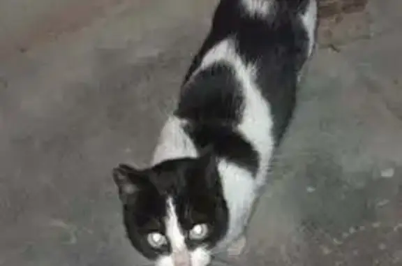 Animaux trouvés Jussey, photo: Chat trouvé avec collier à Jussey