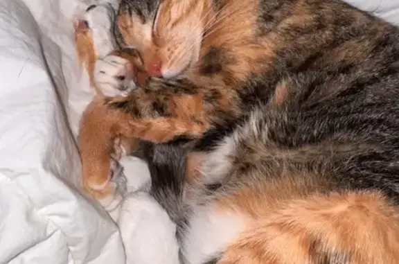 Help Find Miss Boots: Lost Calico Cat