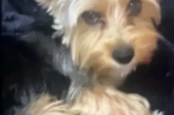 Help Find Mhylo: Missing Tri-Color Yorkie