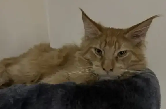 Lost: Orange Maine Coon, 8 Mo, 6 Toes