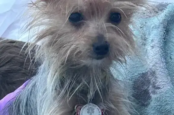 Lost Male Dog: Collar & Harness, Pensacola