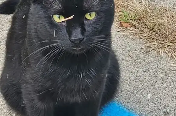 Missing: Black Cat in Springfield