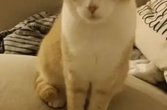Chat roux et blanc perdu à Saint-Malo - photo