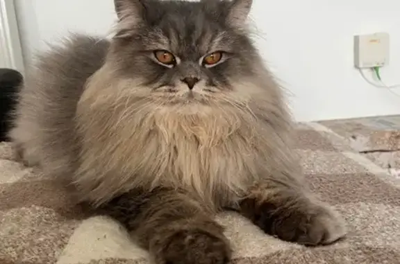 Chat perdu, Entzheim, photo: Chat perdu : Aino, British longhair craintif
