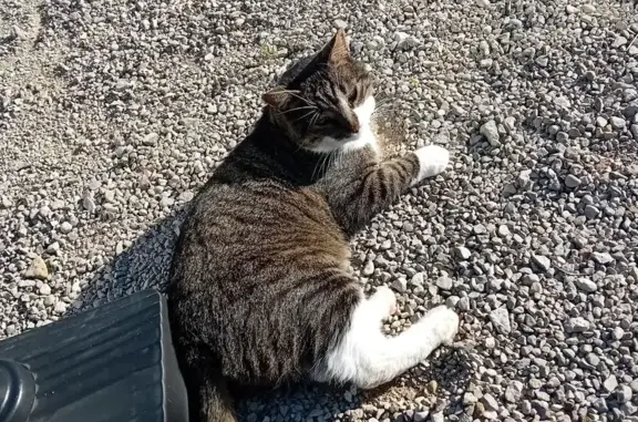 Chat pucé castré disparu à Vadans - photo