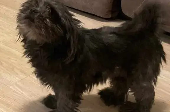 Lost Black Shih Tzu Mix on Inglenook Dr