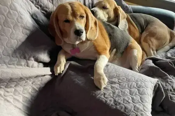 Animaux perdus Reillanne, photo: Beagles Otello et Océanie perdus à Reillanne