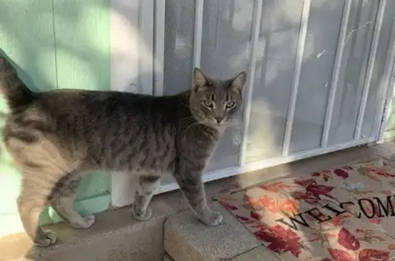 Lost Grey Tabby in Phoenix - Help Find Him!