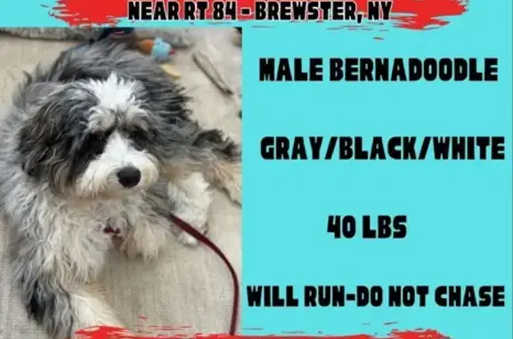 Lost Mini Bernedoodle in Brewster: Help!