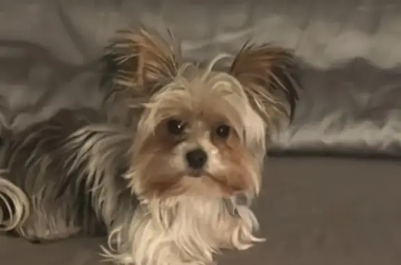 Lost Yorkie: Female, 2nd Ave, Brentwood