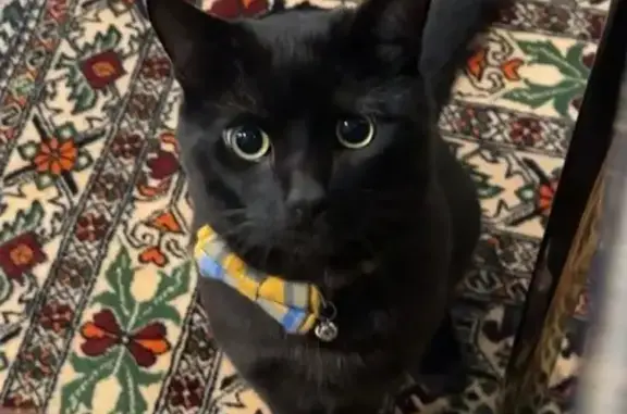 Lost Black Cat with Green Eyes in Fredericksburg