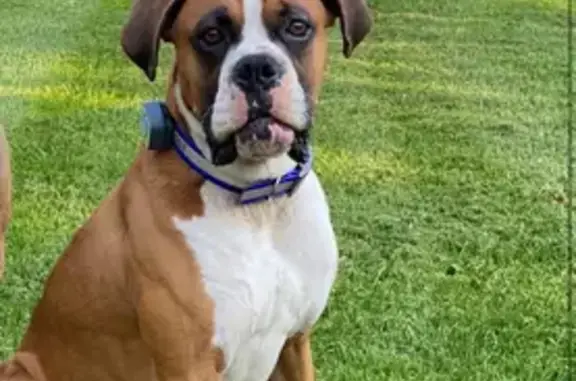 Lost Boxer: Fawn with White Mask in Cornwall