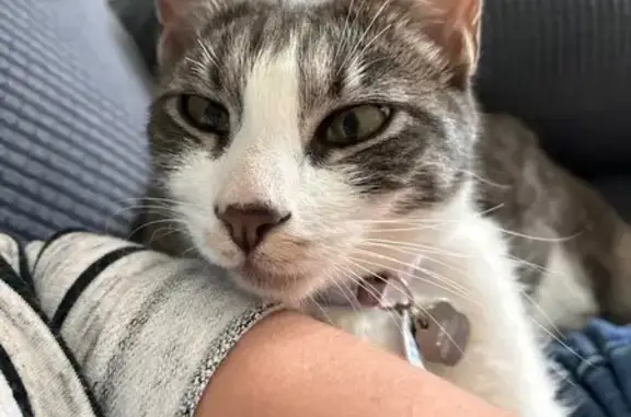 Missing Grey & White Cat in Coeur d'Alene