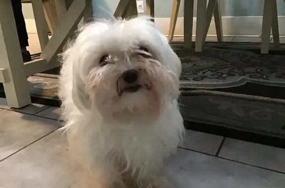 Urgent: Help Find Our Fluffy White Dog!