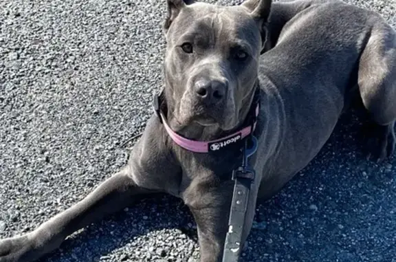 Lost Cane Corso: Grey, Last Seen in Ellendale