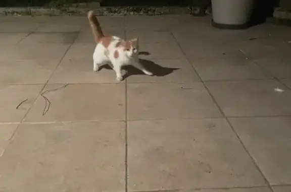 Chat trouvé , photo: Chatte blanche et rousse trouvée à Loupiac