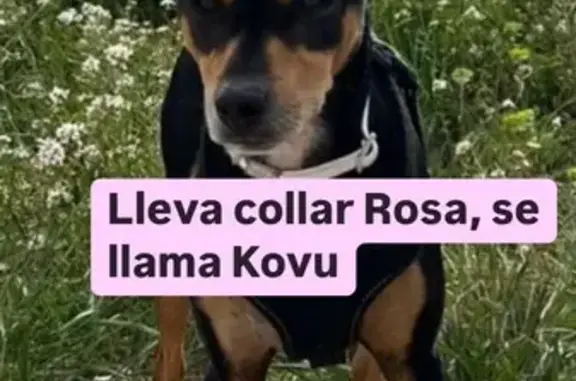 Perro perdido: Kovu, negro y marrón en Montcada