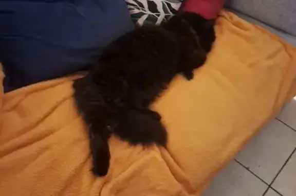 Chatte noire Vanille perdue à Villeneuve - photo