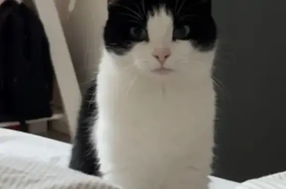 Chatte craintive perdue à Saverne - photo