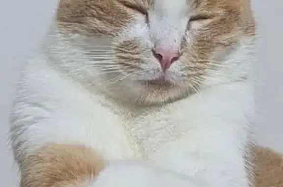 Chat perdu, , photo: Chat mâle blanc et roux disparu à Chaumot
