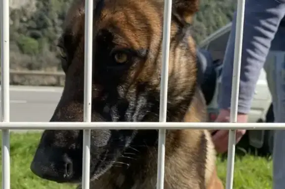 Chien trouvé Le Broc, photo: Berger belge malinois beige trouvé au Broc