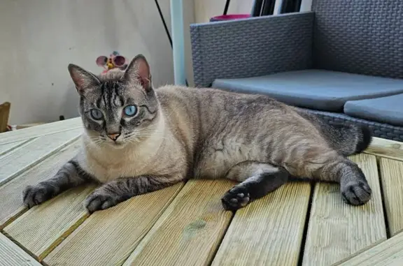 Chat gris aux yeux bleus perdu à Saintes - photo