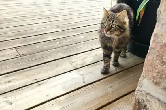 Chat trouvé sans collier à Brive-la-Gaillarde - photo
