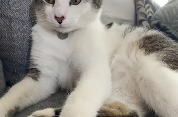 Chat mâle tigré perdu à Martignas - photo
