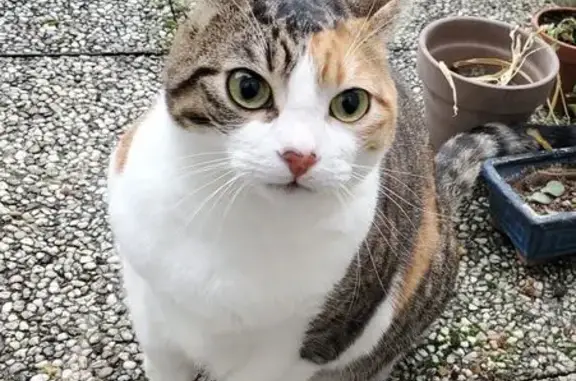 Chat perdu, , photo: Chatte tricolore perdue à Achères