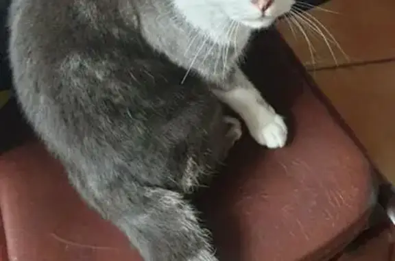 Lost Grey & White Cat: Crest Road, England