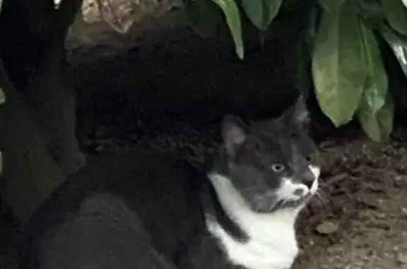 Chat gris-blanc trouvé, docile et câlin - photo